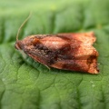 Archips podana - Kenneth Noble